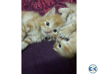 Adorable pure Persian male kittens cat