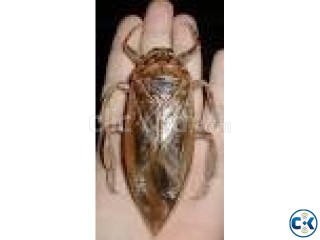 Need to buy Preserved Giant water bug