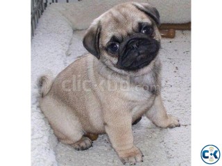 2 month pug puppy Male Vaccinated