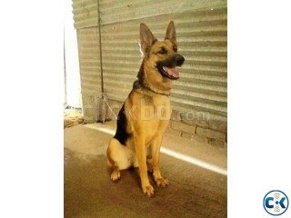 German Shepherd Dog