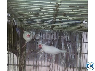 JAVA BIRD LOVE BIRD