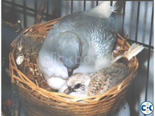 Australian Silver Diamond Dove