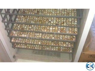 Hi I have fertile quail eggs and Chicks for sale