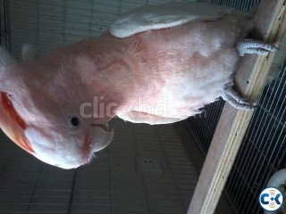 Exotic Birds