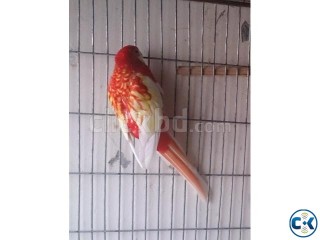 Rubino rosella