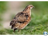 Quail