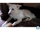 German Spitz Puppy
