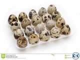 Quail Egg