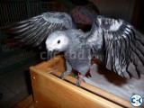 Baby parrots macaws cockatoos and amazons parrots and parrot