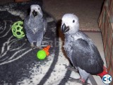 African congo greys - Blue and Gold macaws - Green wing maca