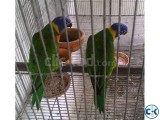 Rainbow Lori keet baby