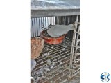 Foreign Breed Pigeons 10 Pairs