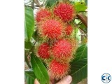 RAMBUTAN FRUIT PLANTS.