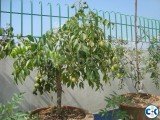 SPONDIAS DWARF ডোয়ার্ফ আমড়া