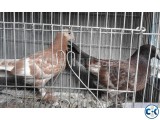 Chila Baby pair up for sale