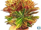 CROTON PLANTS PATABHAR
