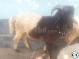 Sheep