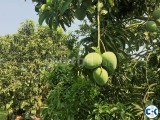 ......mango Himshagor