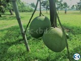 ......mango Himshagor
