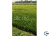 Agricultural Land