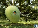 রাজশাহীর গোপালভোগ আম Gopalvog Mango