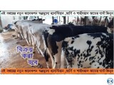 এই সপ্তাহের নতুন কালেকশন স্বল্পমুল্যে হলেস্টিয়ান জার্সি ও শ