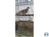 Australian Ghugu Dove