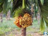 উন্নতজা তের হাইব্রিড সুপা রি চারা