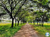 Green Model Town official
