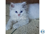 Persian Kitten Doll Face Blue Eyes White colour