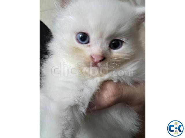 Persian Kitten Doll Face Blue Eyes White colour | ClickBD image 2