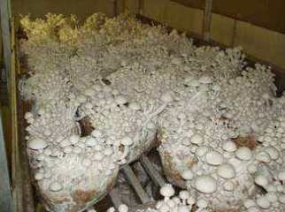 Mushroom Oyster