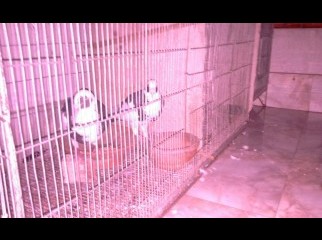 Cage