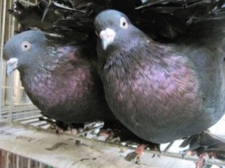 Black Lokkha one pair