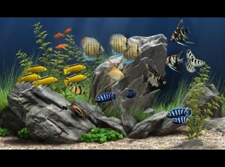 Dream Aquarium
