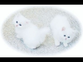 Persian Cat Play mate wanted