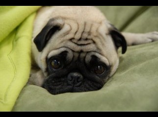 Want to buy a PUG