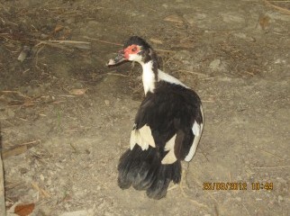 China Haash For Sale