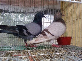 Pegion jalali giribaj