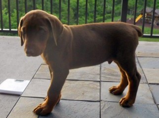 Doberman Pinscher Baby