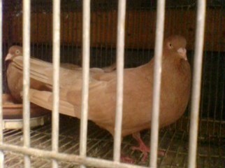 REN PIGEON RED YELLOW