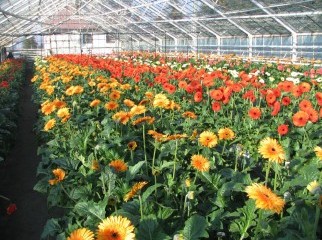 flower jarbara