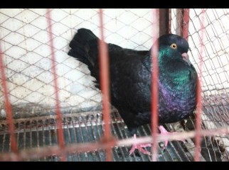 Black king Nor
