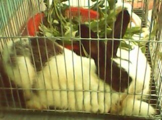 Uncommon Rabbit Breading Pair