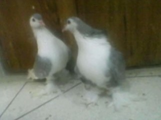 1 pair silver siraji