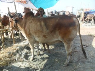 COW COW COW KURBANI COW
