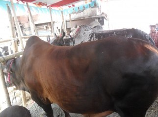 KORBANIR GORU FROM KAZI KHAMAR