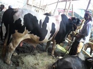BLACK AND WHITE KORBANI COW