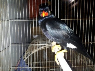 bird-moyna urgent sell