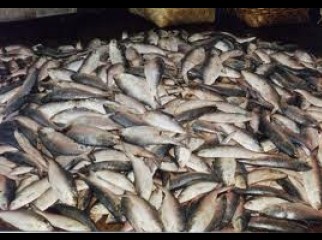Hilsha Eel Fishes Wholesell Provider
